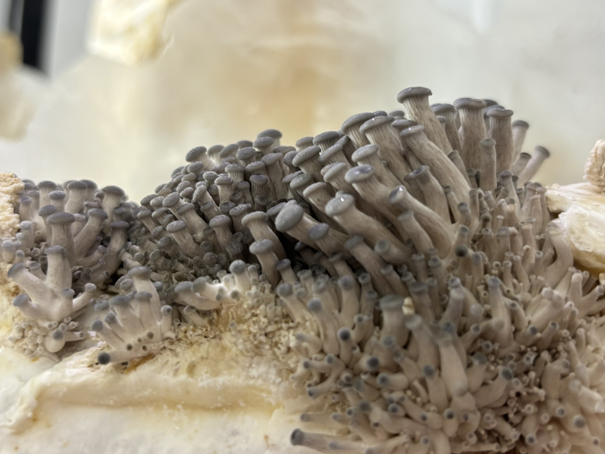 Oyster mushroom fruiting - start of fruiting