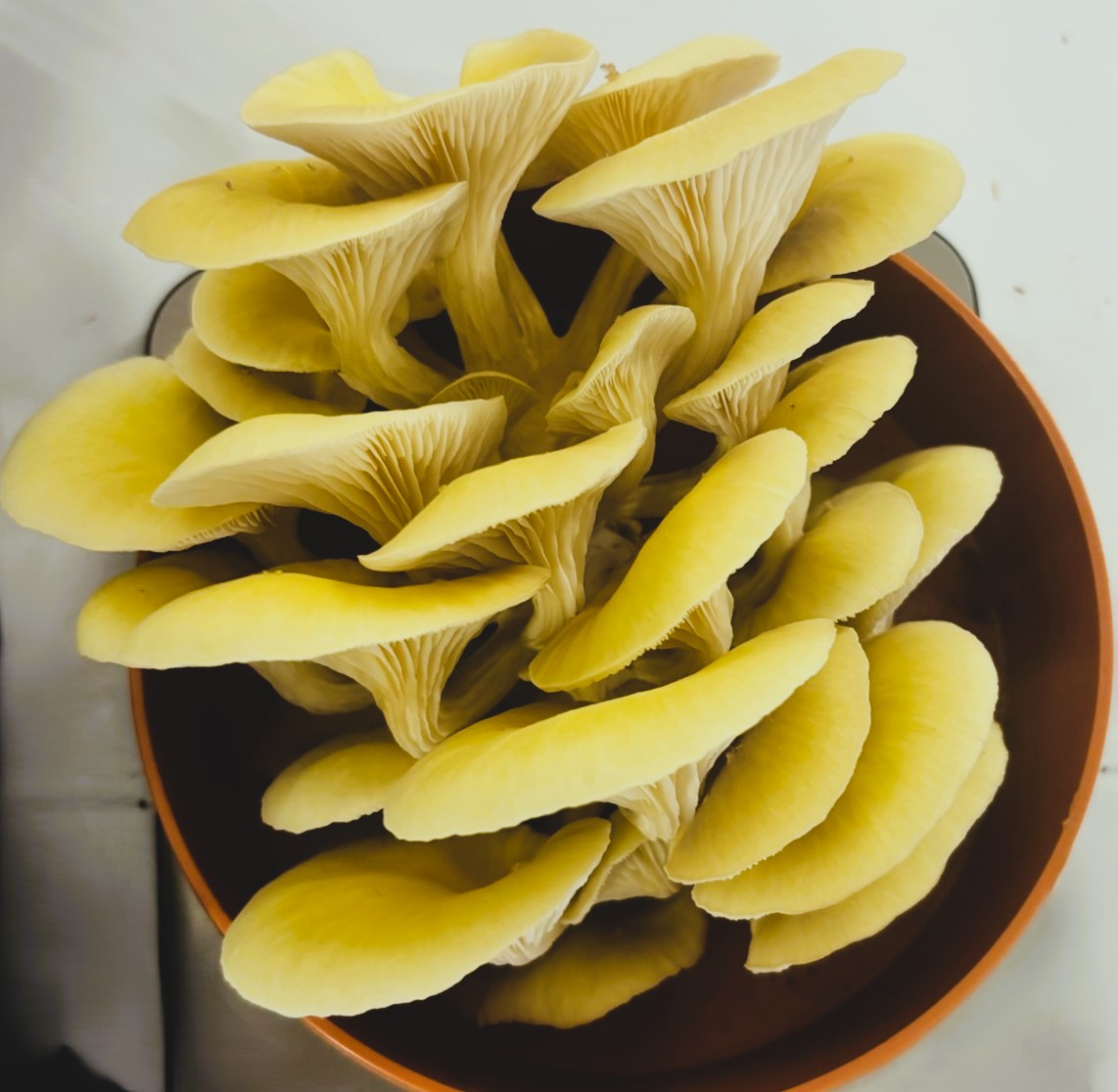 Golden oyster mushrooms Berlin - vibrant yellow gourmet mushrooms