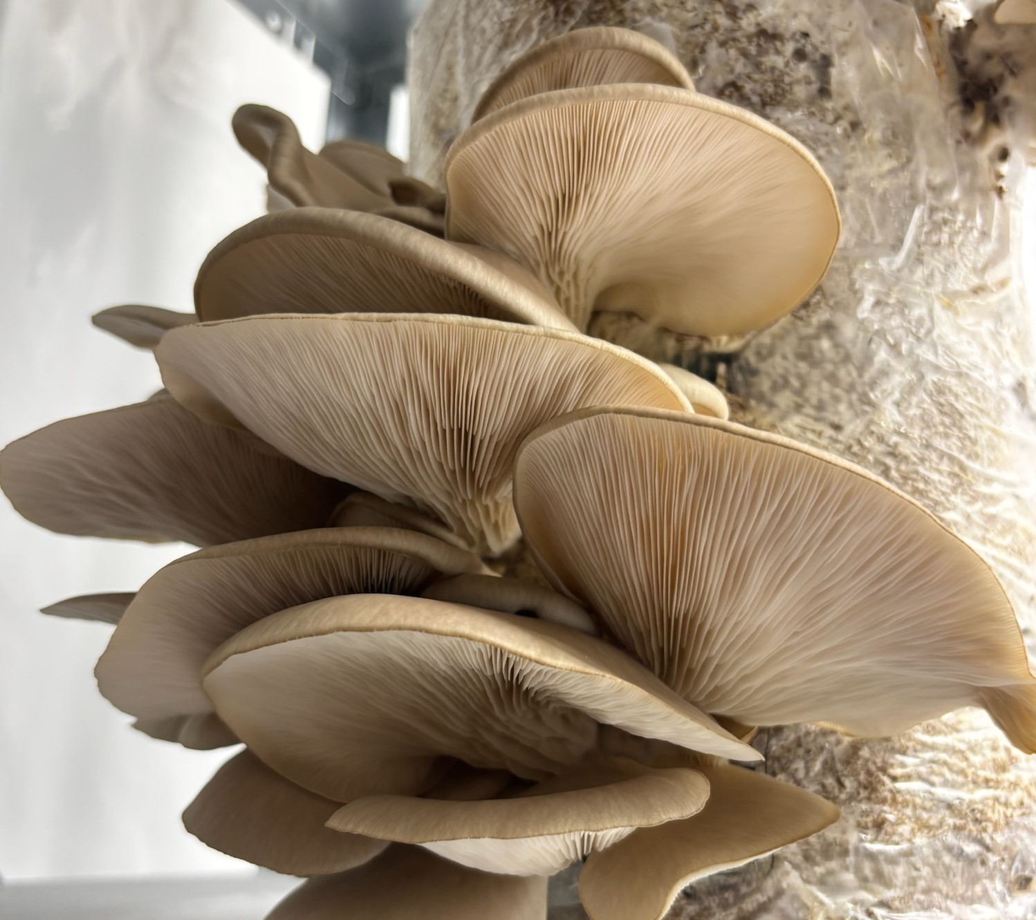 Fresh grey oyster mushrooms from Fugro Berlin urban farm