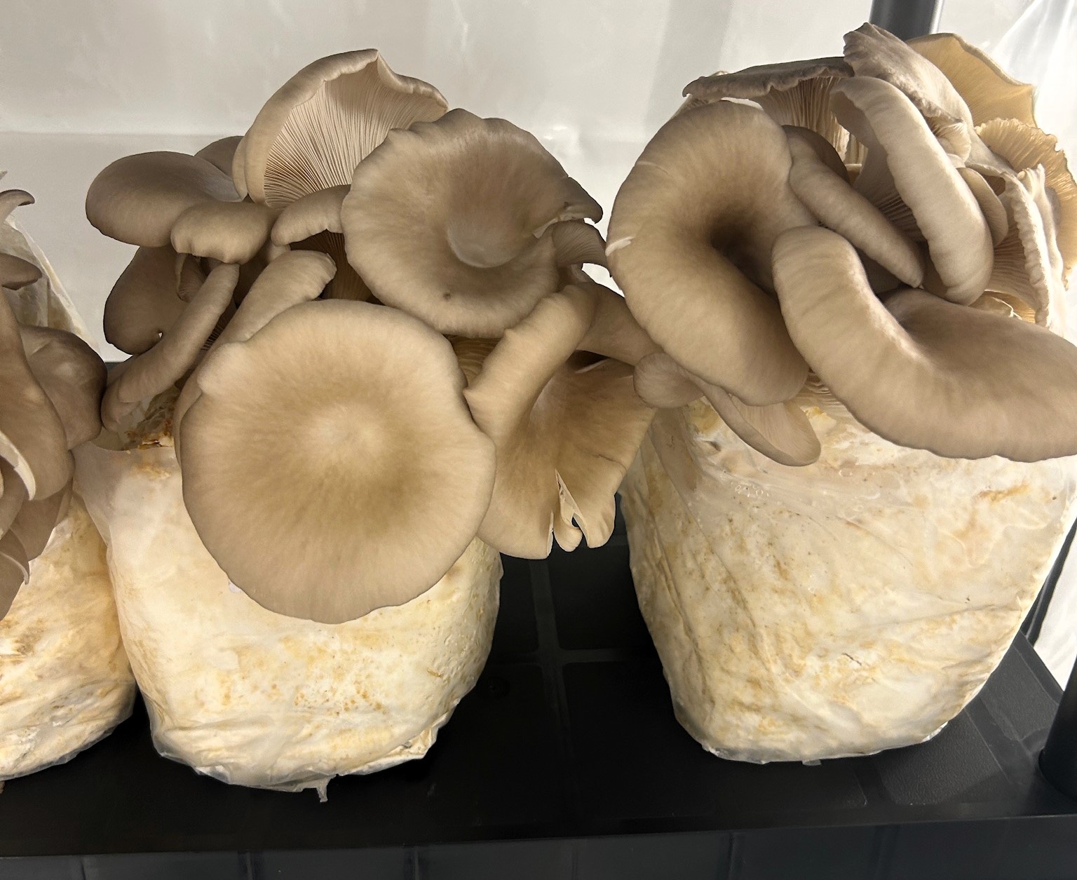 Oyster mushrooms in full bloom