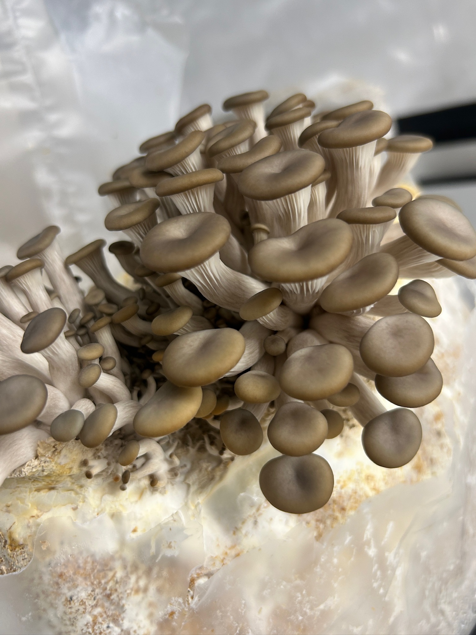 Fugro Berlin sustainable oyster mushroom cultivation facility - fresh gourmet mushrooms growing on organic substrates