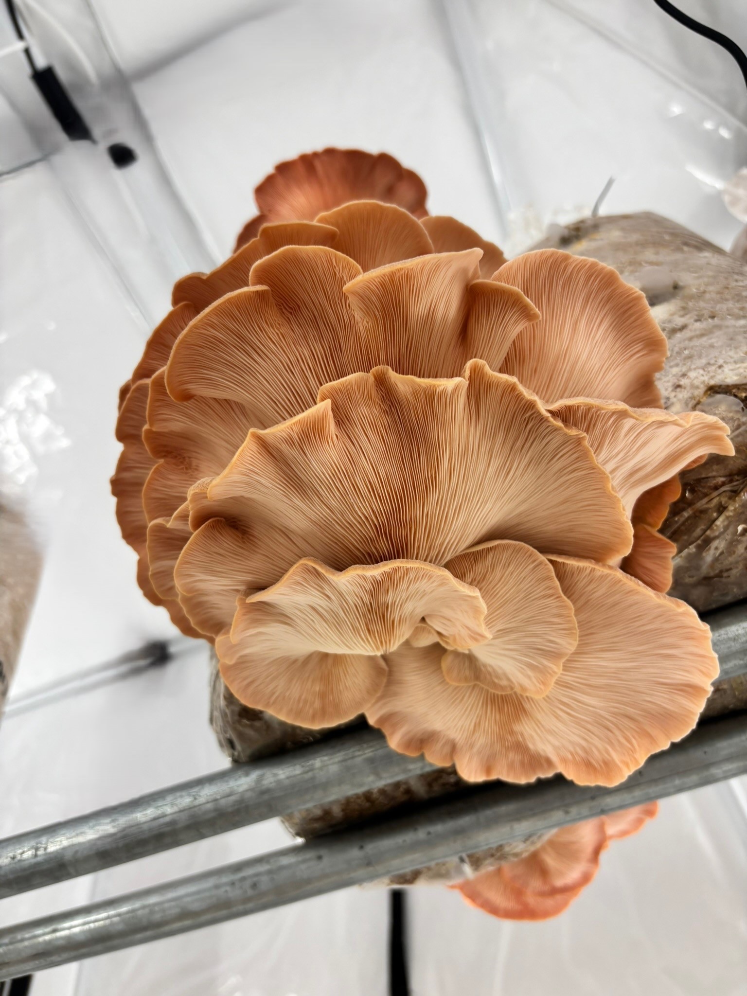 Pink oyster mushrooms Berlin - fresh rosa Austernpilze